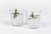 LOT CARAFE 1.5L + 4 VERRES 25CL