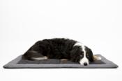 TAPIS COUVERTURE POUR CHIEN 100x65cm ABBY